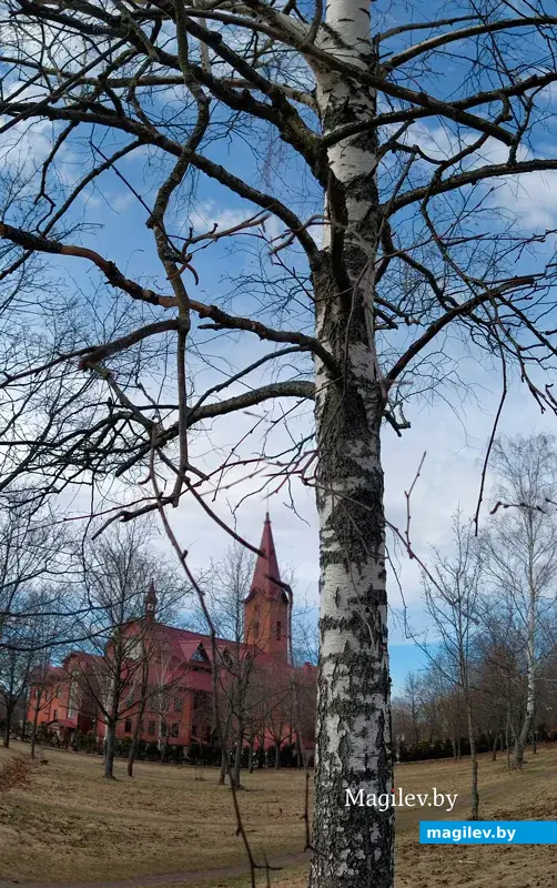 Пыльца березы – самый распространенный весенний аллерген.