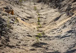 В Могилеве осенью планируют высадить 2 тысячи деревьев