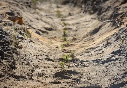 В Могилеве осенью планируют высадить 2 тысячи деревьев