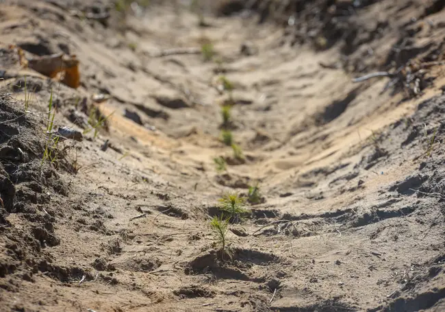 В Могилеве осенью планируют высадить 2 тысячи деревьев