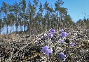 До +15: какой будет погода в Могилеве 17 апреля