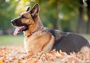 В отношении хозяина собаки, искусавшей девочку под Бобруйском, возбудили уголовное дело