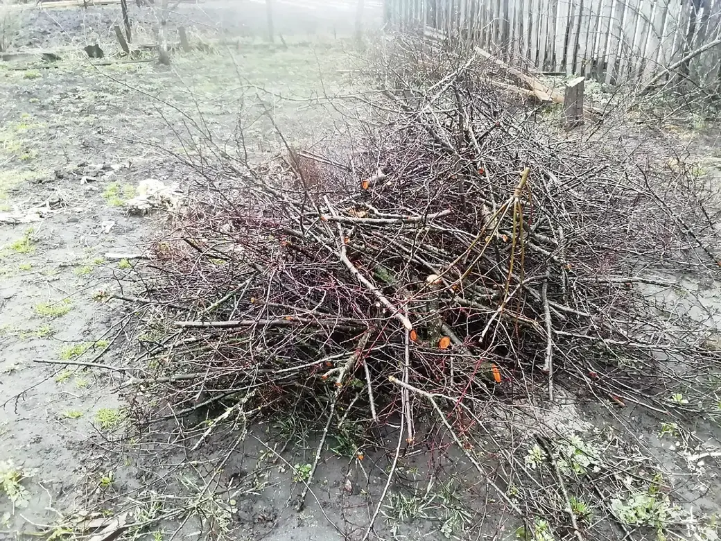 Вы еще не обрезали деревья? Делимся опытом. Как это сделать без последствий для хозяйства?