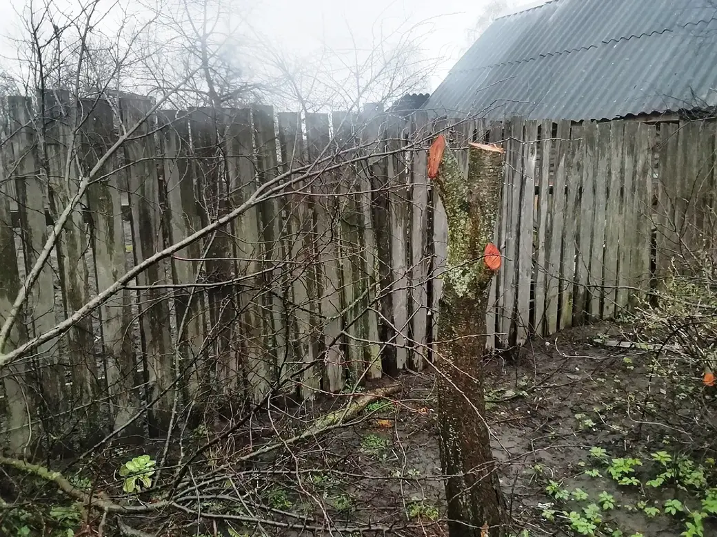 Вы еще не обрезали деревья? Делимся опытом. Как это сделать без последствий для хозяйства?