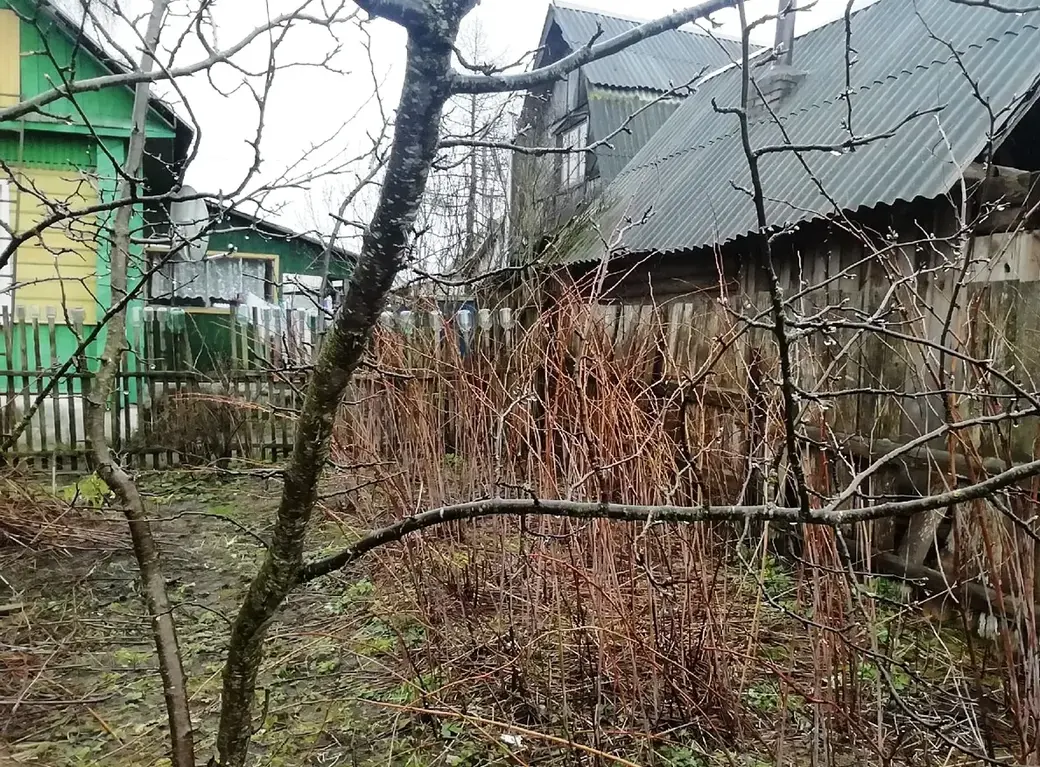 Вы еще не обрезали деревья? Делимся опытом. Как это сделать без последствий для хозяйства?