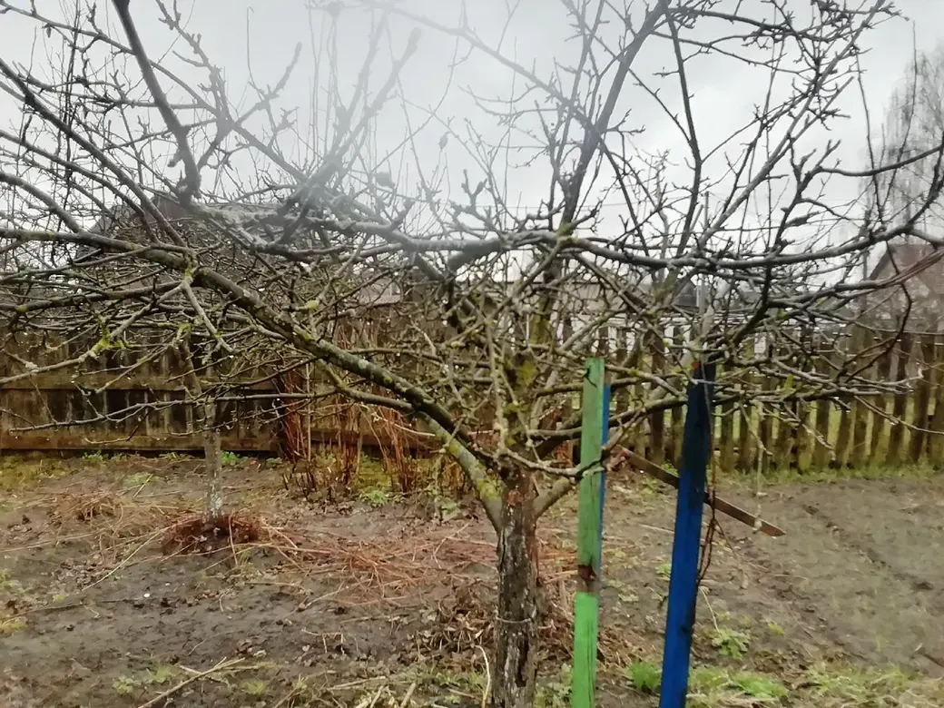 Вы еще не обрезали деревья? Делимся опытом. Как это сделать без последствий для хозяйства?