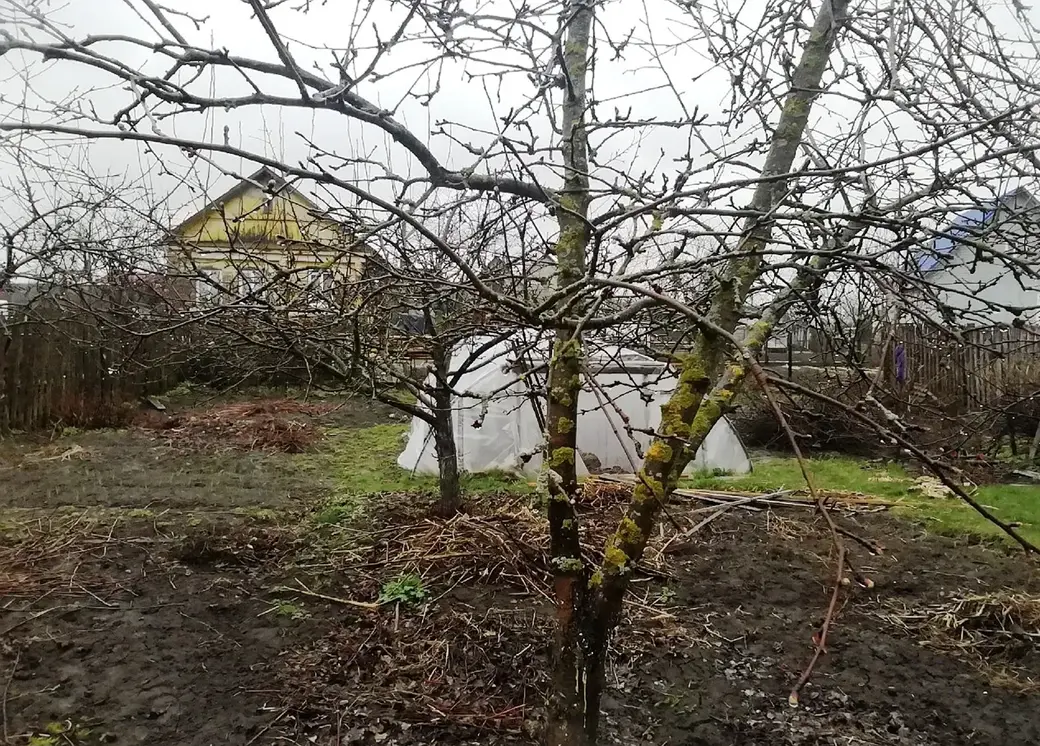 Вы еще не обрезали деревья? Делимся опытом. Как это сделать без последствий для хозяйства?