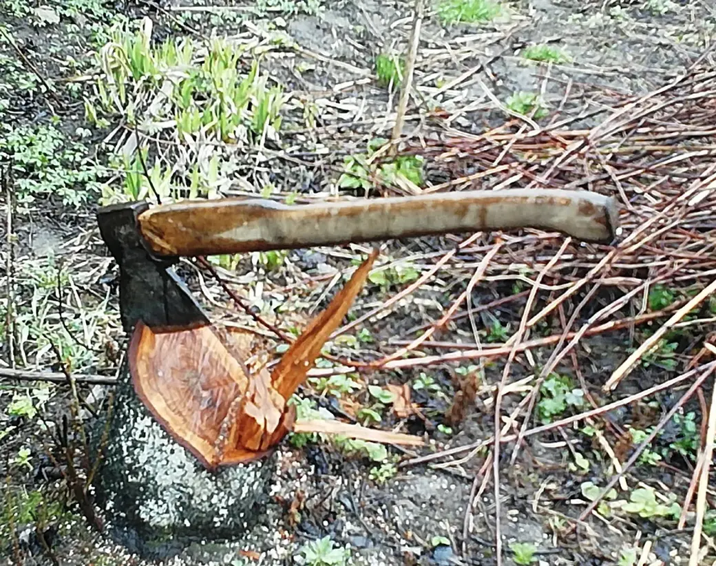 Вы еще не обрезали деревья? Делимся опытом. Как это сделать без последствий для хозяйства?