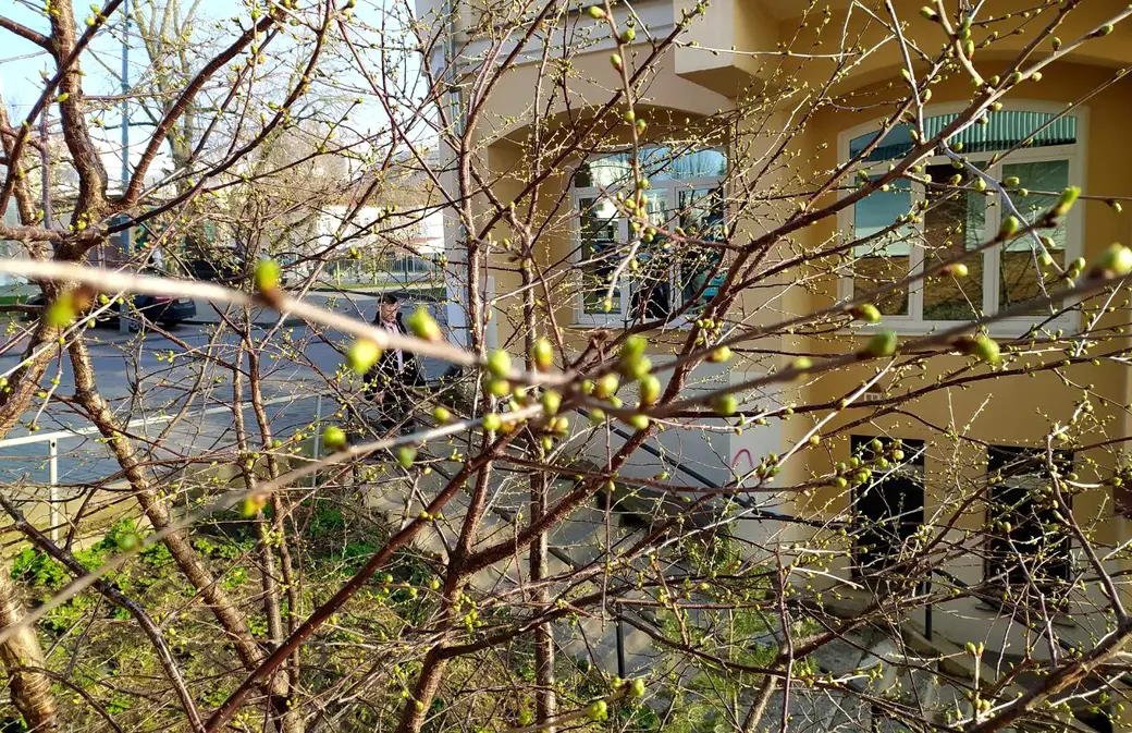 Весна на ул. Дзержинского. Могилев, конец апреля 2022 г.