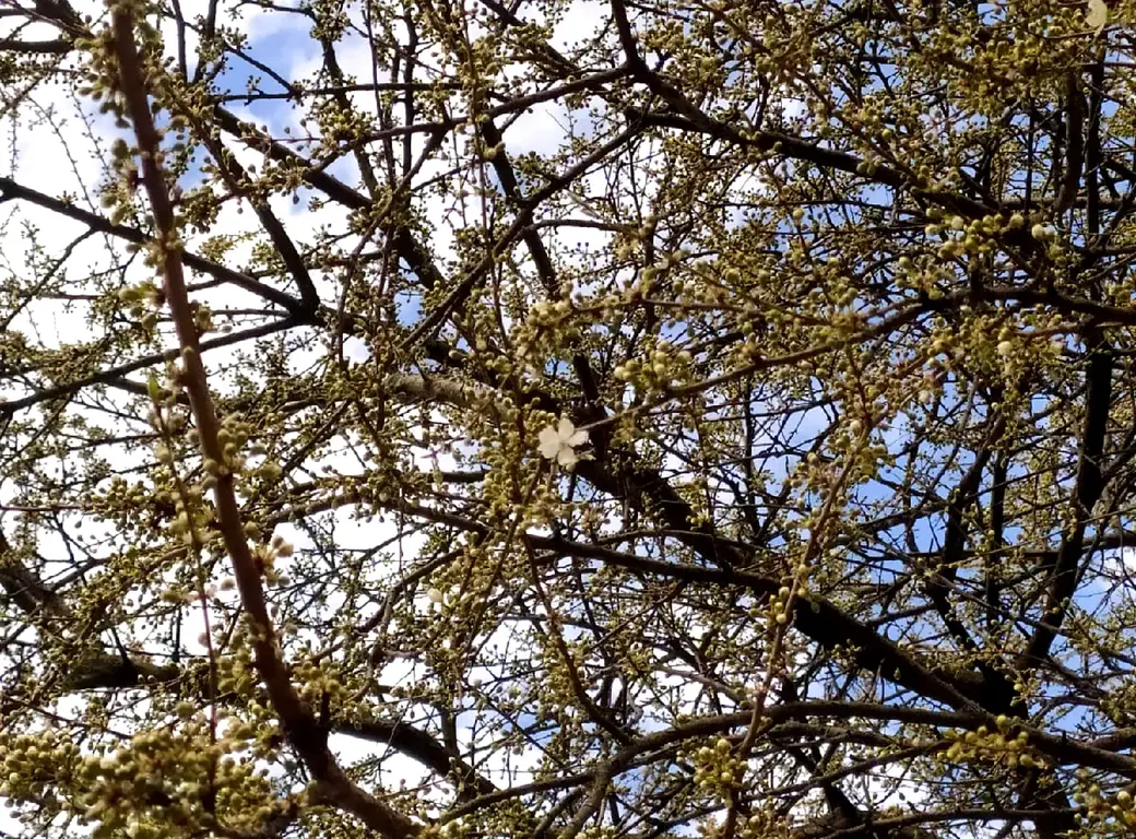 А черемуха-то вот-вот зацветет! Могилев, конец апреля 2022 г.