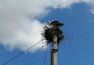 Грэбянёва. Буслы прыляцелі. Днепр разліўся. Коні шлындаюць, дзе хочуць. Мясцовы алкаш Сяргуня