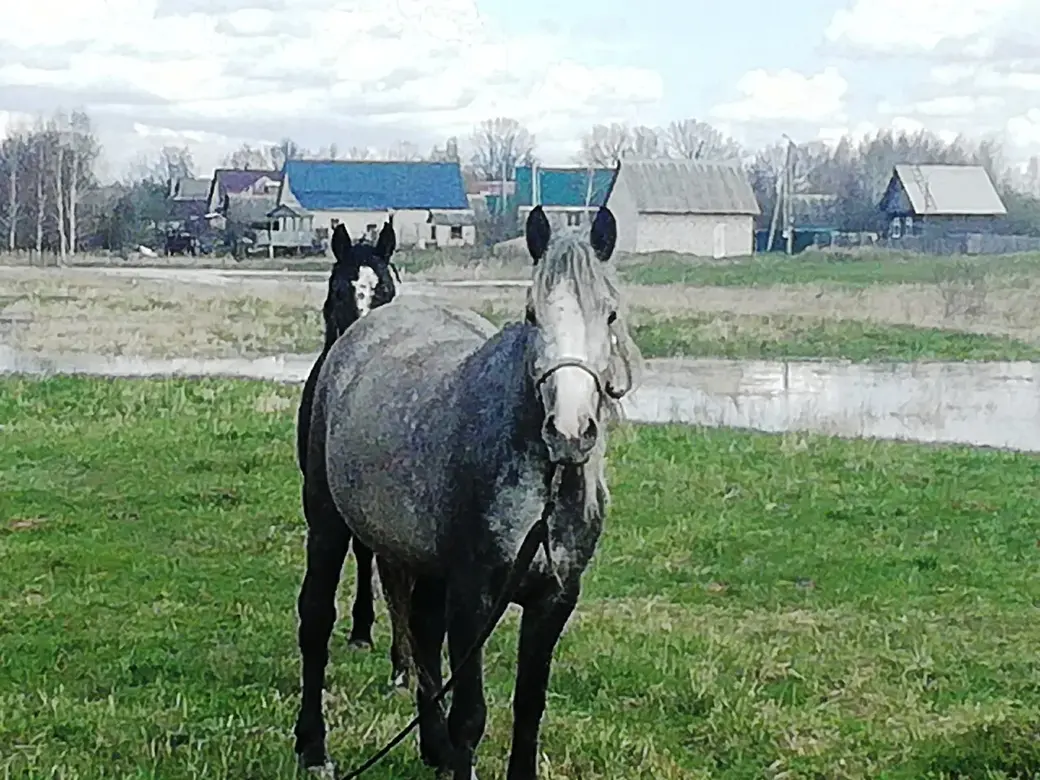 Гребенево. Могилев. Апрель 2022 года