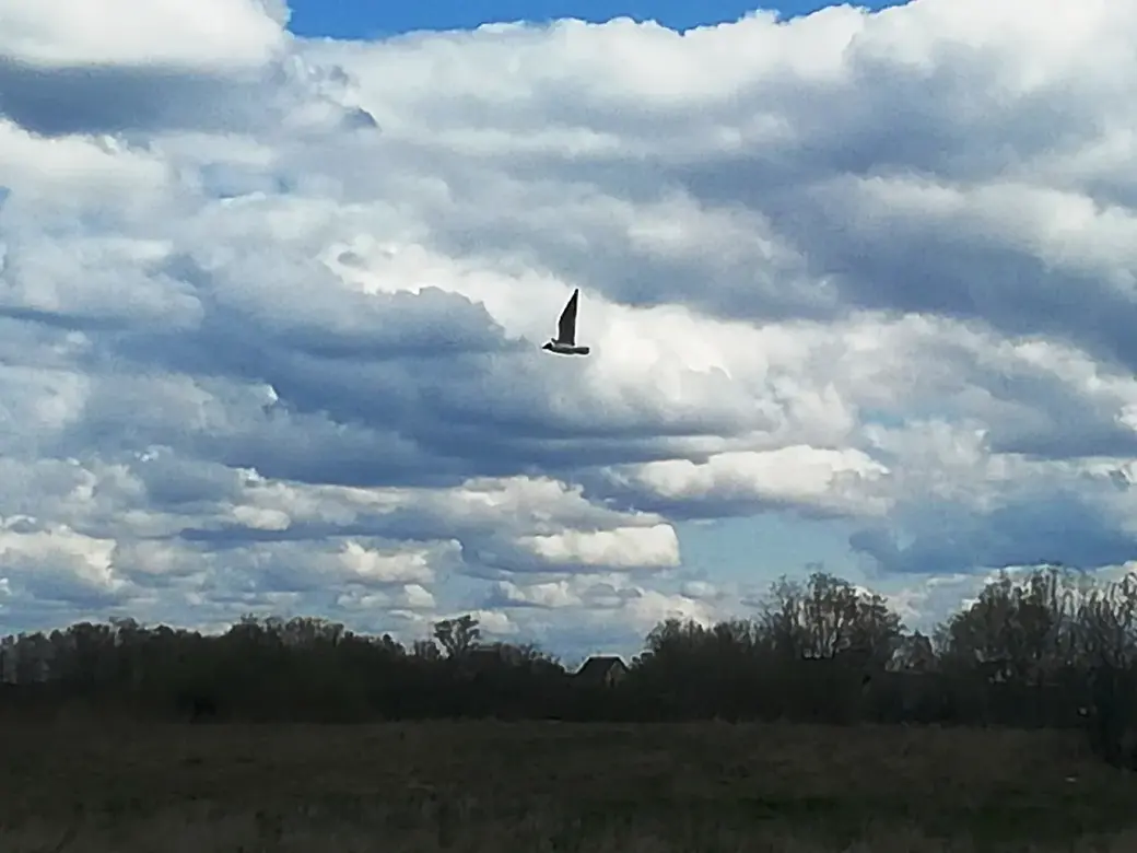 Гребенево. Могилев. Апрель 2022 года
