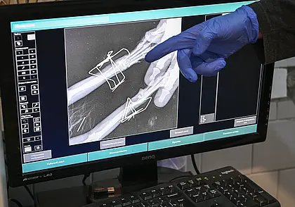 Минчанка через суд возместила расходы за некачественную ветеринарную помощь ее коту