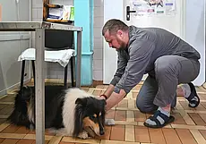 Для чего прививать домашнюю собаку от бешенства? Рассказывает ветеринарный врач