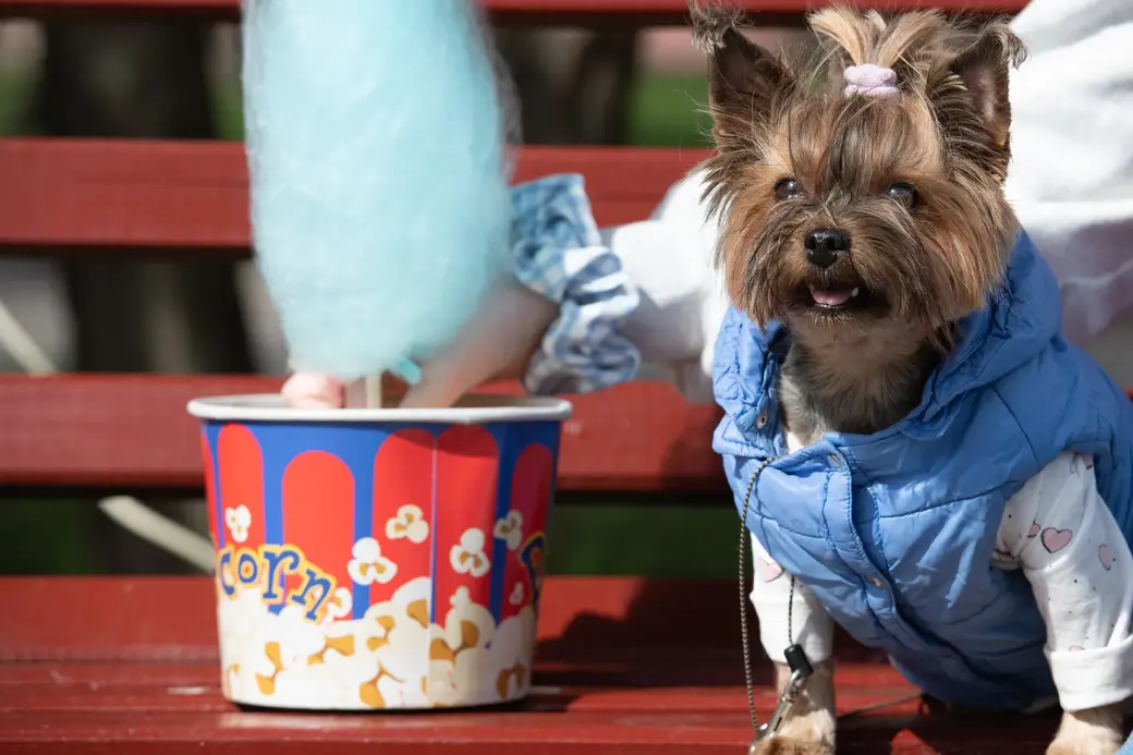 Я тоже весь такой красивый встречаю Первомай. 1 мая 2022 г., Могилев