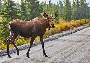 «Не делайте селфи!» Как вести себя при встрече с лосем, рассказал охотник-любитель