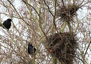Вороны «оккупировали» деревья у дома. Что делать?
