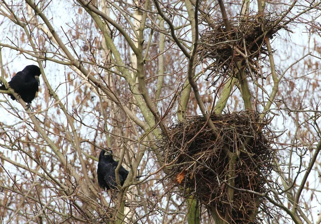 С 16 февраля разрушать птичьи гнезда строго запрещено