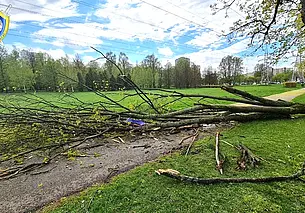 Во время бури в Минске на женщину упало дерево, она погибла