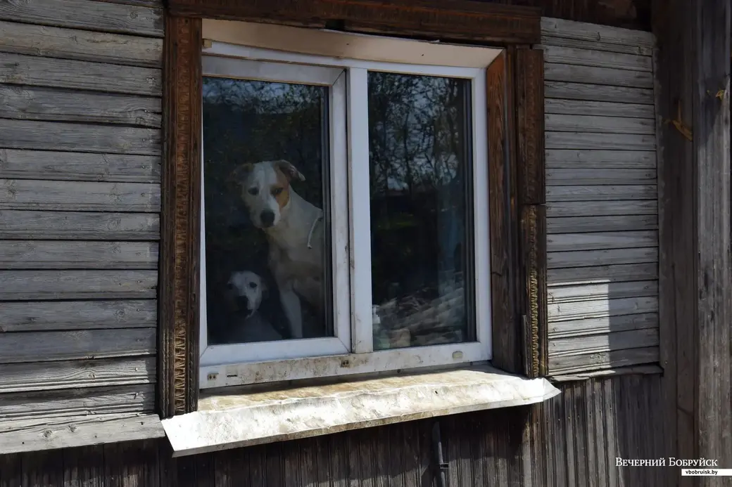 5.05.2022, г.Бобруйск. "И собак люблю, и котов, и коня, и жену"