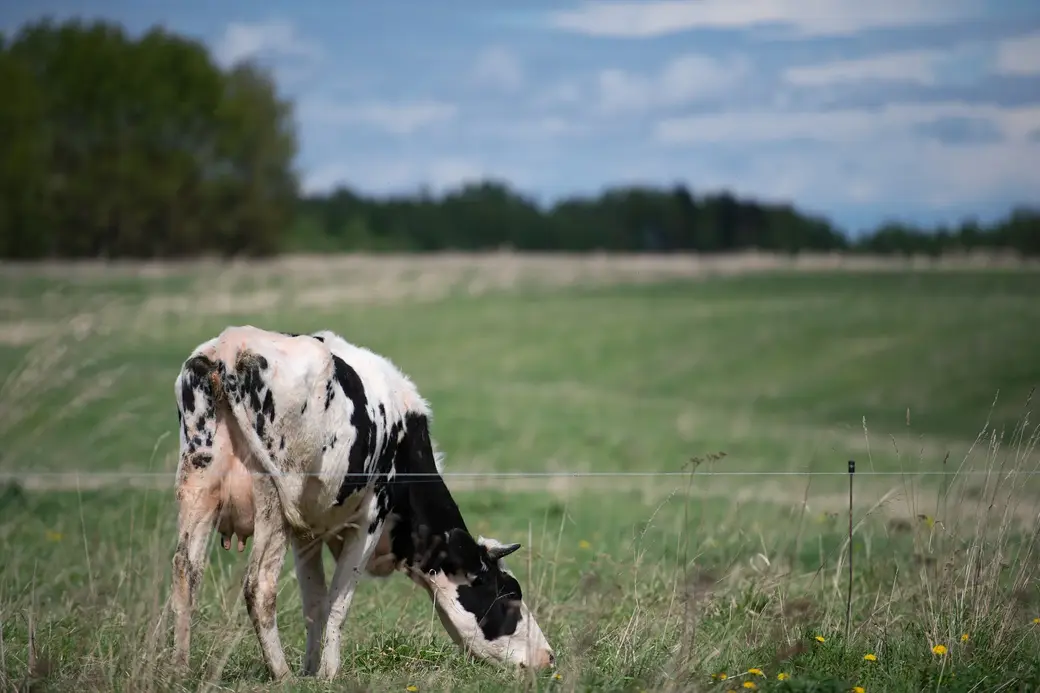 Май, 2022 г. По дороге в д.Галузы Чаусского района