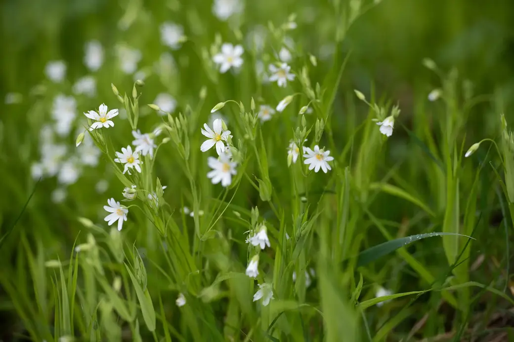 Май, 2022 г. По дороге в д.Галузы Чаусского района