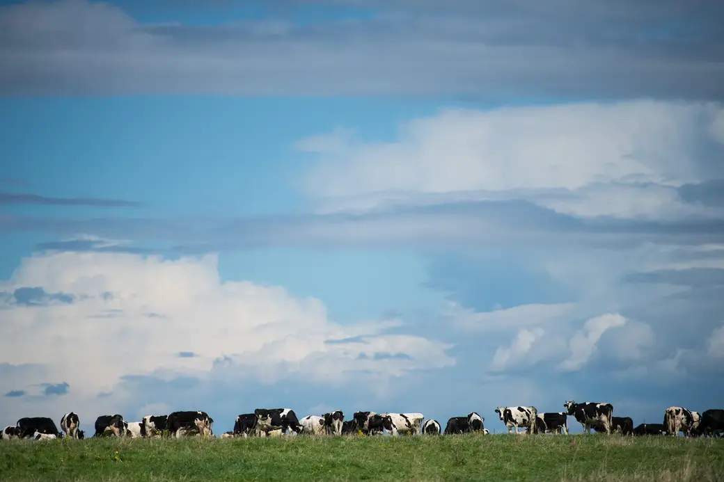 Май, 2022 г. По дороге в д.Галузы Чаусского района