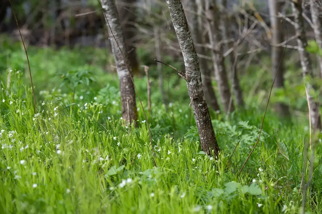 Май, 2022 г. По дороге в д.Галузы Чаусского района