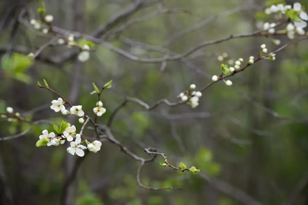 Май, 2022 г. В д.Галузы Чаусского района