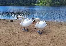 «Лебеди в грязной воде плавать не будут». Что нового на Печерском водохранилище в Могилеве?