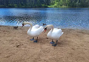 «Лебеди в грязной воде плавать не будут». Что нового на Печерском водохранилище в Могилеве?