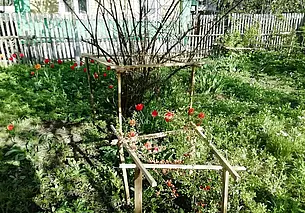 Дачник удачник: высаживаем клубнику, боремся с муравьями. Советы бывалых