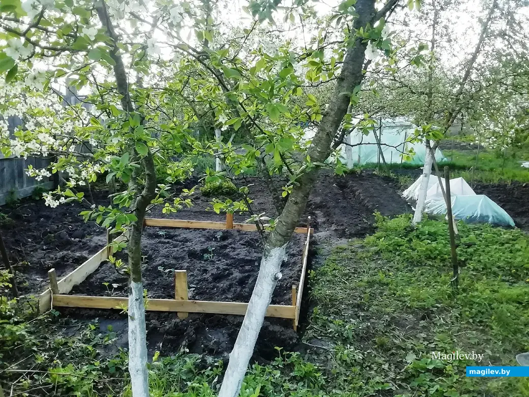 Дачный участок под Могилевом. Высадили клубнику. Май,2022 год