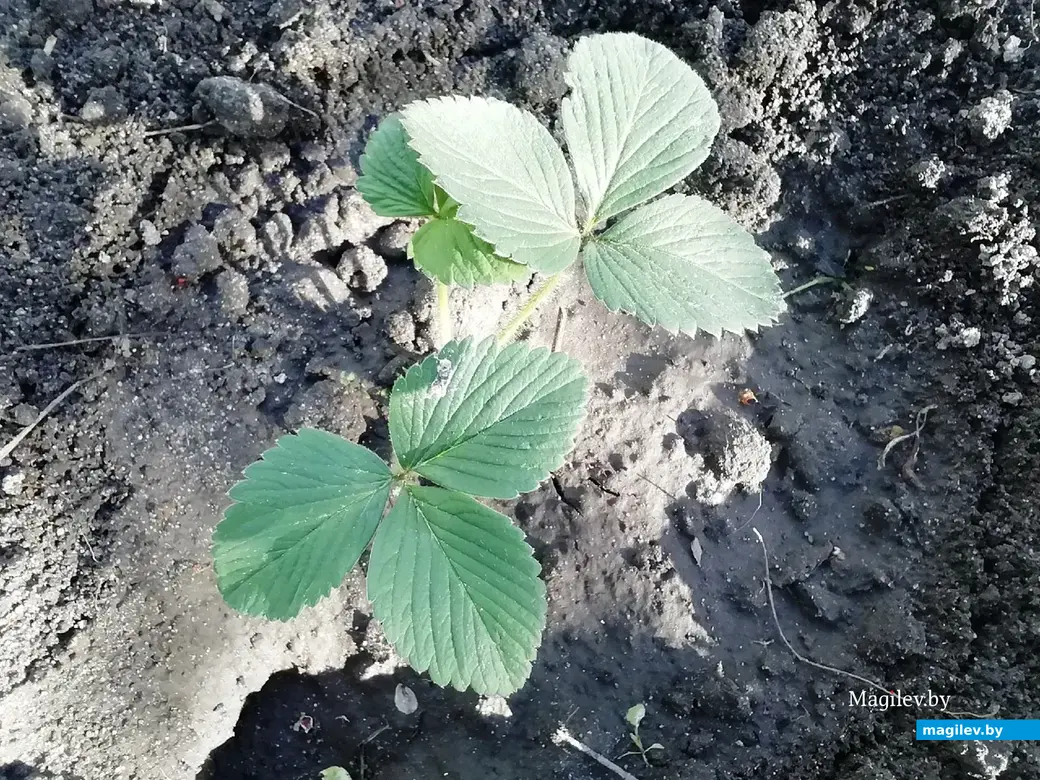 Дачный участок под Могилевом. Высадили клубнику. Май,2022 год