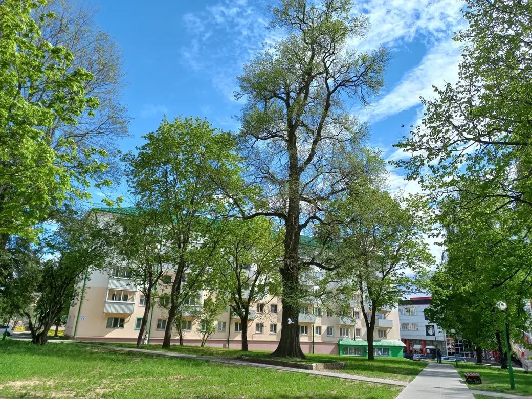 Деревья, носящие имена наших друзей. Могилев, май 2022 года.