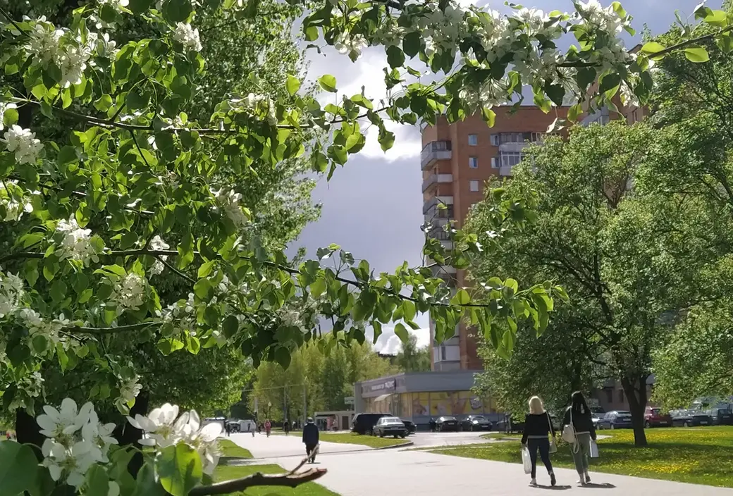 Цветущая улица Островского. Могилев, май 2022 год.