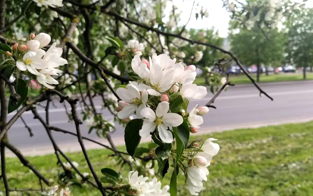 Цветущая улица Островского. Могилев, май 2022 год.