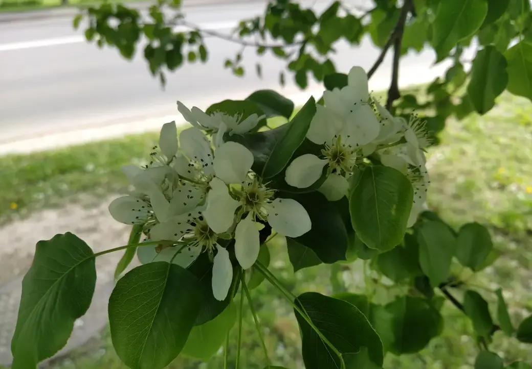 Цветущая улица Островского. Могилев, май 2022 год.