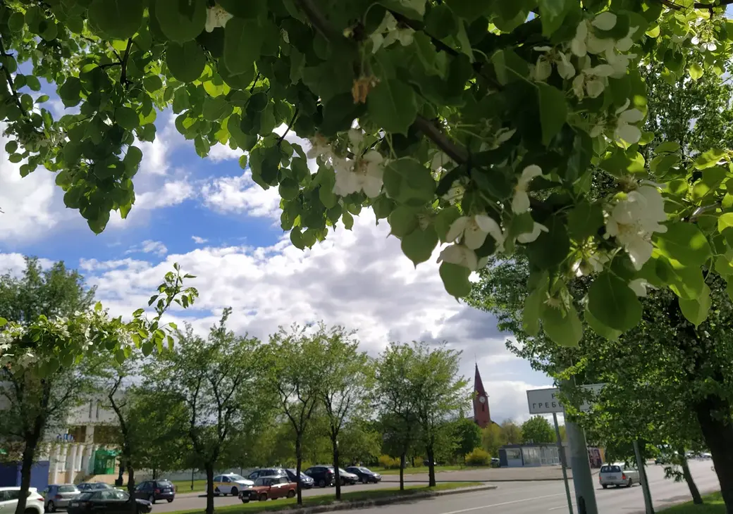 Цветущая улица Островского. Могилев, май 2022 год.