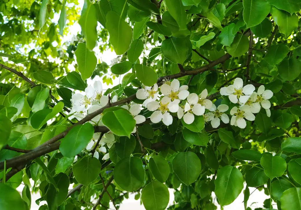 Цветущая улица Островского. Могилев, май 2022 год.