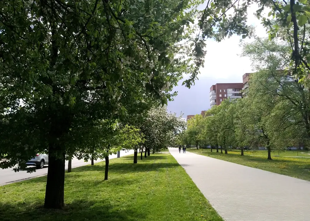 Цветущая улица Островского. Могилев, май 2022 год.