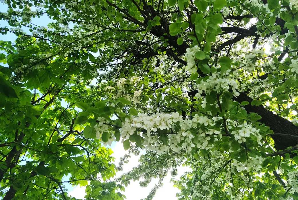 Цветущая улица Островского. Могилев, май 2022 год.