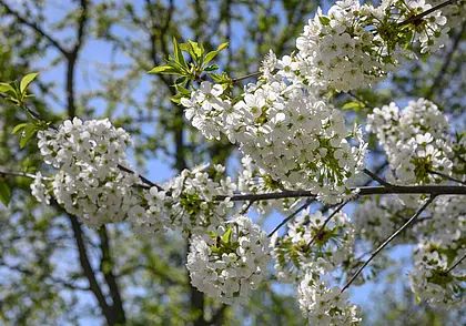 Неласковый май: синоптик предупредил о заморозках и грозах в Беларуси на следующей неделе
