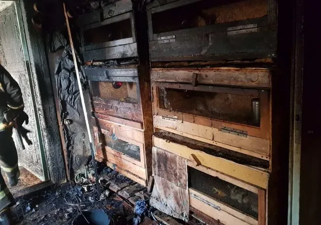 В Осиповичах на пожаре погибло 2 тысячи цыплят