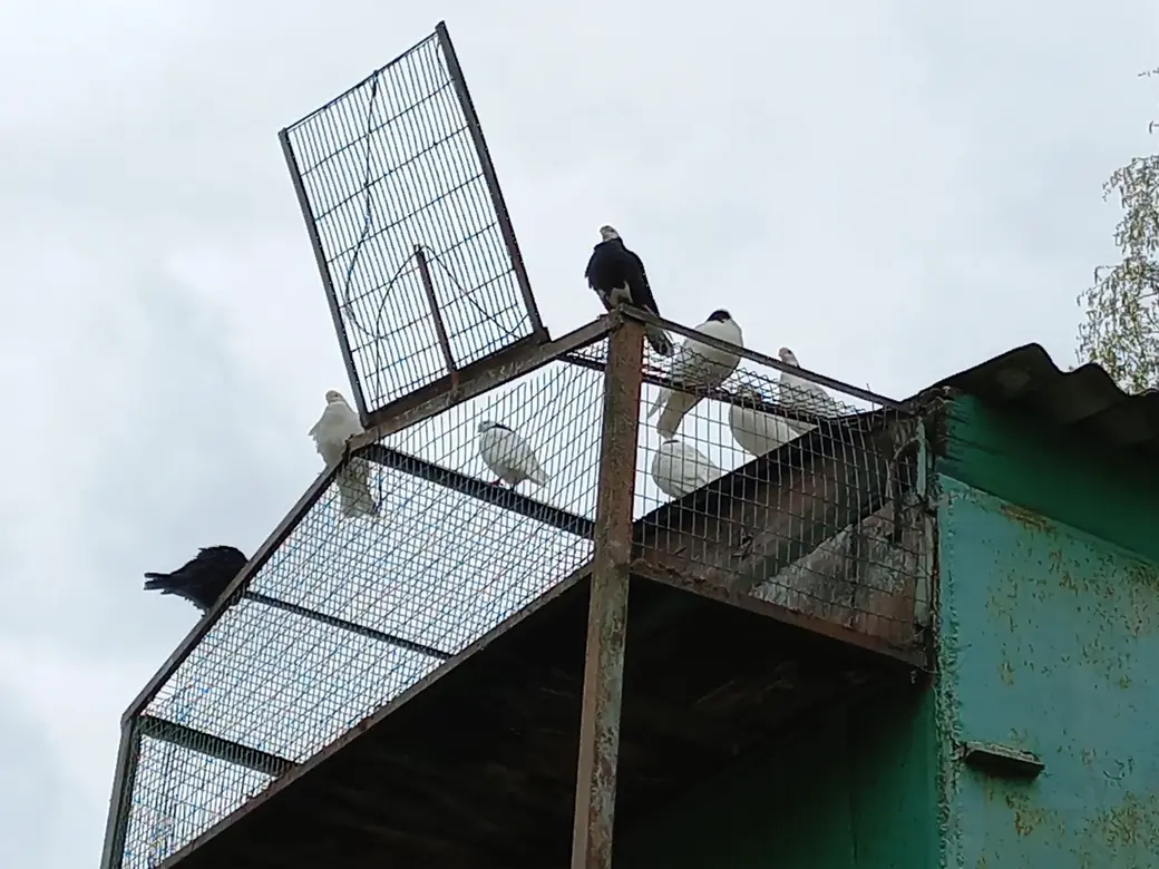 Могилев, район автозавода имени Кирова, 18.05.2022 года.