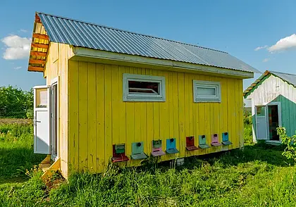 Пчела, которая лечит, или Целительный сон в апидомиках