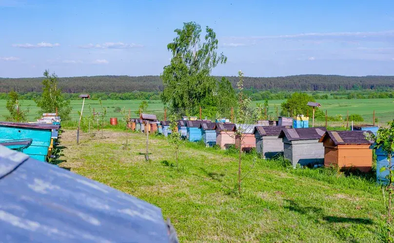 Пасека Сергея Ковалева. Фото: dompchel.by