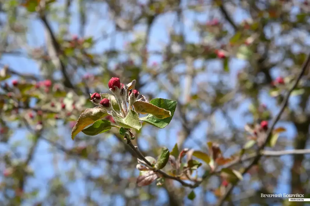 11.05.2022. Телушский сельский Совет. Евгений Михайлович и Валентина Александровна Демковы растят сад в деревне Телуша