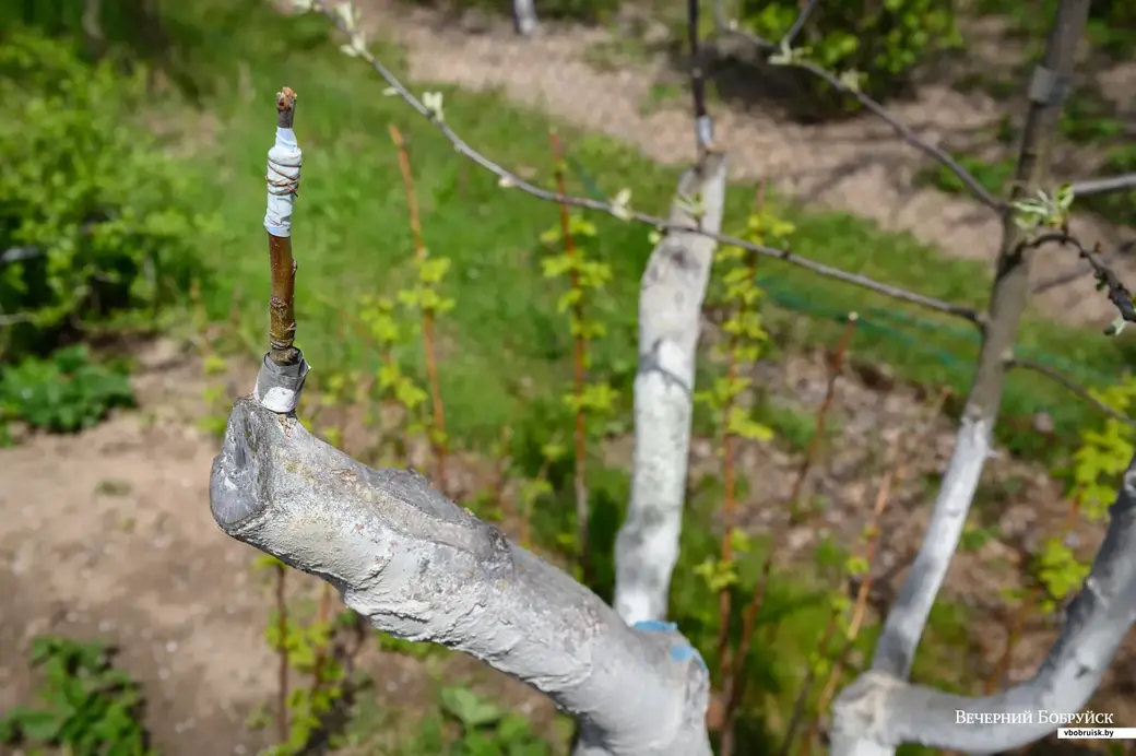 11.05.2022. Телушский сельский Совет. Евгений Михайлович и Валентина Александровна Демковы растят сад в деревне Телуша